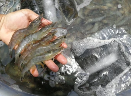 Whiteleg Shrimp Aquaculture Project in Ras Sariq