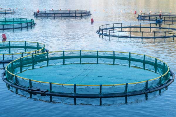 Giant Shrimp Farming Project in Ras Madrakah