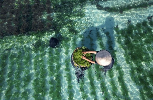 Algae Culture project