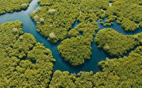 Mangrove Cultivation Sites in the Al Wusta Wetland Nature Reserve