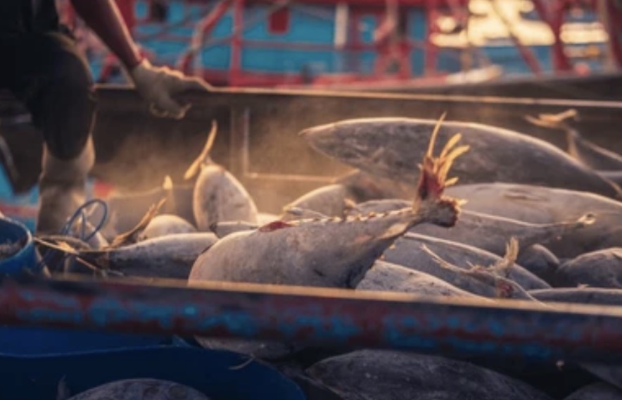 Fattening tuna with floating cages - Qurayat